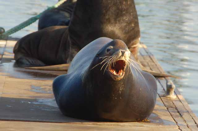 sea lions